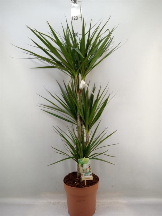 <h4>Dracaena marg.</h4>