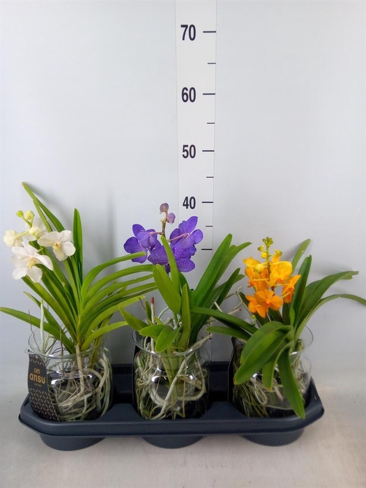 <h4>Vanda hybrids</h4>