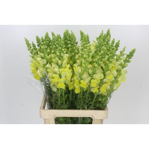 Antirrhinum Potomac Geel