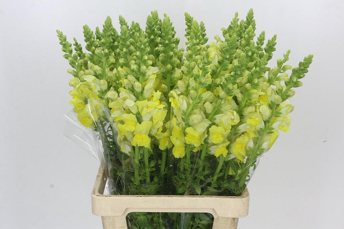 <h4>Antirrhinum Potomac Geel</h4>