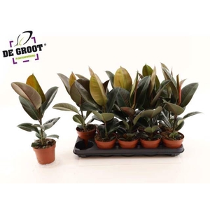 Ficus elastica 'Robusta'