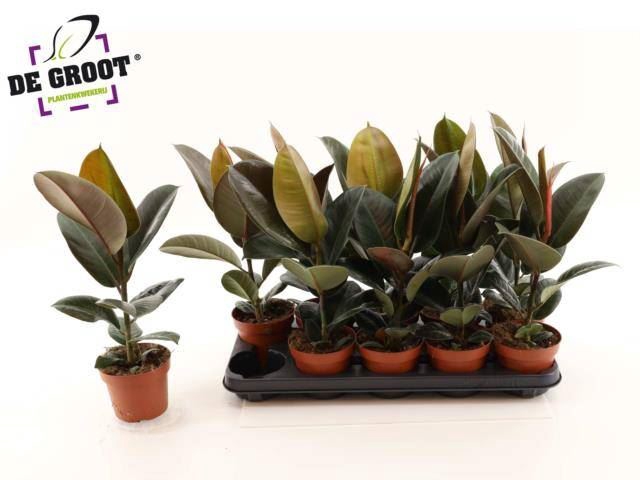 <h4>Ficus elastica 'Robusta'</h4>