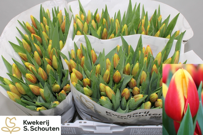 <h4>TU EN STAY STRONG</h4>