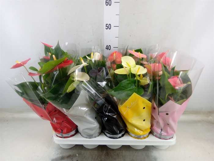 <h4>Anthurium   ...mix 4</h4>