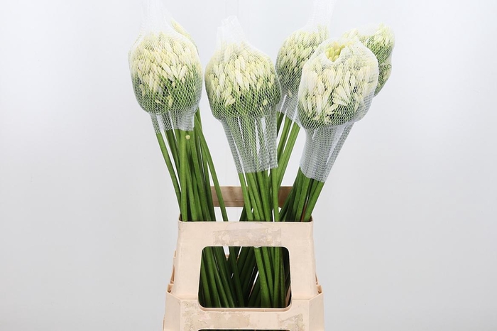 <h4>Agap Gletsjer</h4>