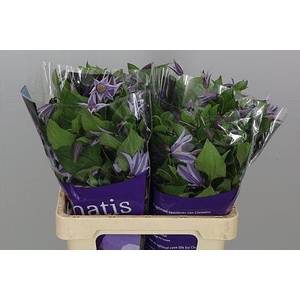 Clematis Star River