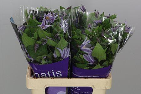 <h4>Clematis Star River</h4>