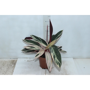 CALATHEA TRIALSTAR P17