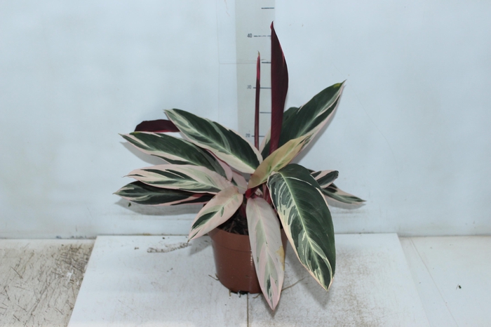 <h4>CALATHEA TRIALSTAR P17</h4>