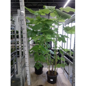 Sparrmannia africana