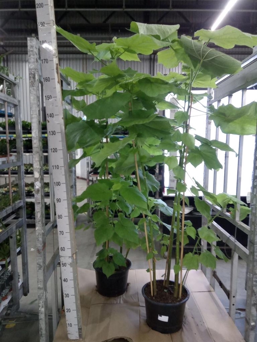 <h4>Sparrmannia africana</h4>