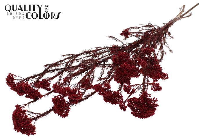 Rice Flower Preserved per bunch Red