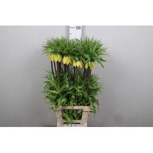 Fritillaria Dynamic Beauty