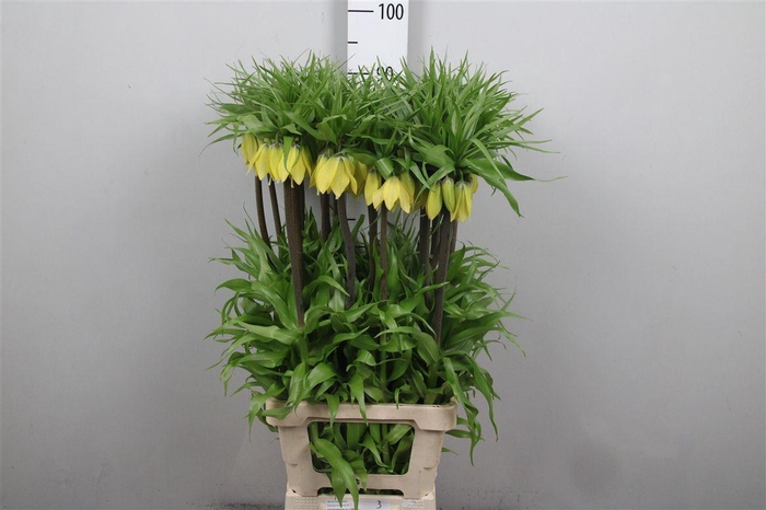 <h4>Fritillaria Dynamic Beauty</h4>