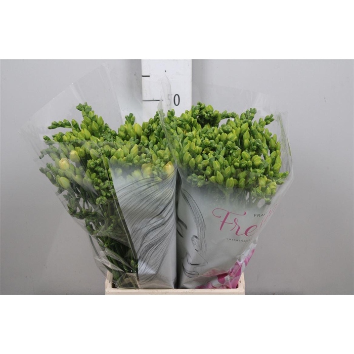 <h4>Fr Du Grandeur</h4>