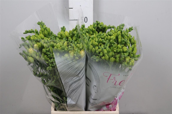 <h4>Fr Du Grandeur</h4>