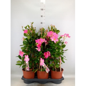 Mandevilla sand. 'Eagle Eye'