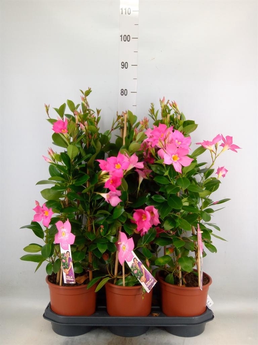 <h4>Mandevilla sand. 'Eagle Eye'</h4>