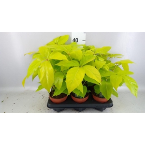 Schefflera actin.