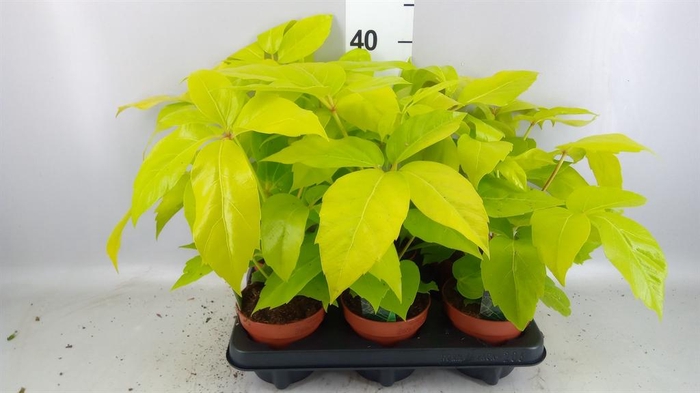 <h4>Schefflera actin.</h4>