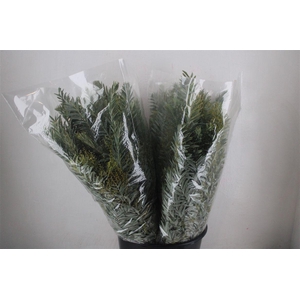 Mimosa Luna D'argento P Bunch