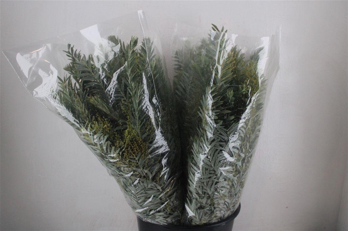 <h4>Mimosa Luna D'argento P Bunch</h4>