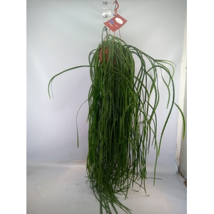 Rhipsalis paradoxa