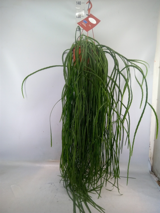 <h4>Rhipsalis paradoxa</h4>