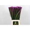 Liatris Callilepis