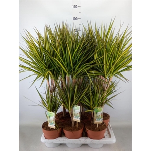 Dracaena marg. 'Sunray'