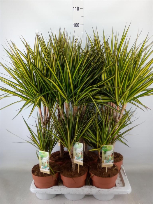 <h4>Dracaena marg. 'Sunray'</h4>