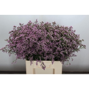 Lim Saf Oshi Pink 70/45