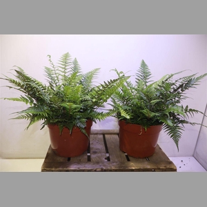 Athyrium Ov
