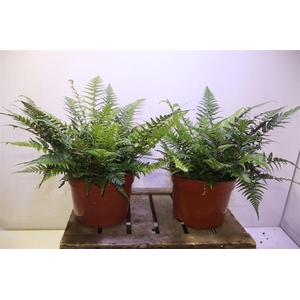 arr8 Athyrium Ov