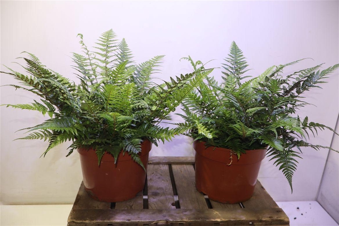 <h4>arr8 Athyrium Ov</h4>