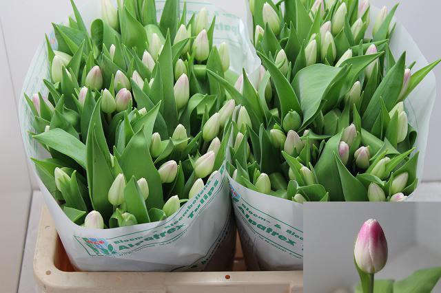 <h4>TU EN FLORENCE</h4>