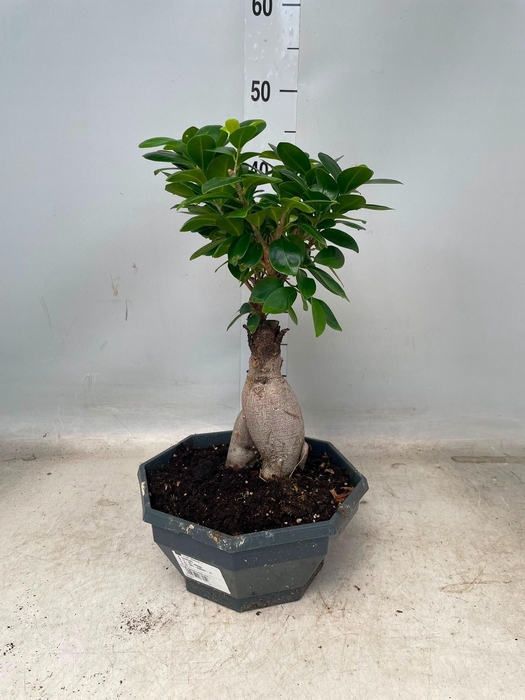 <h4>FIC MI GINSENG</h4>