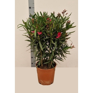 NERI OLEANDER