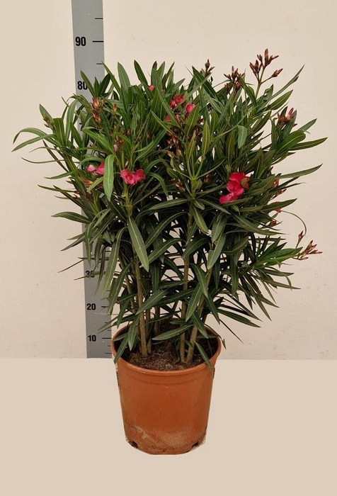 <h4>NERI OLEANDER</h4>