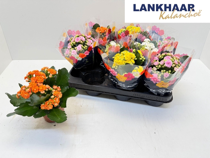 <h4>KAL GE PERFECTA GEM</h4>