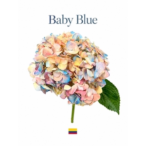 Hydrangea baby blue tinted