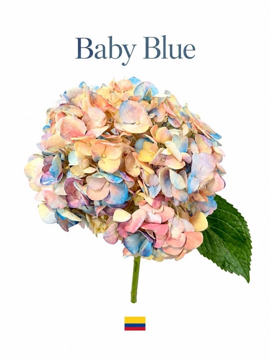 <h4>Hydrangea baby blue tinted</h4>