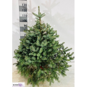PICEA PU GLAUCA