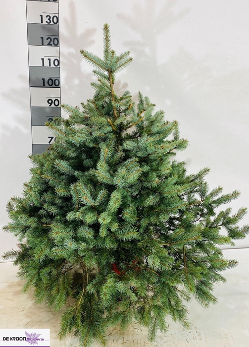 <h4>PICEA PU GLAUCA</h4>