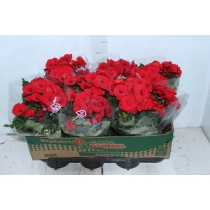 BEGONIA BALADIN P15