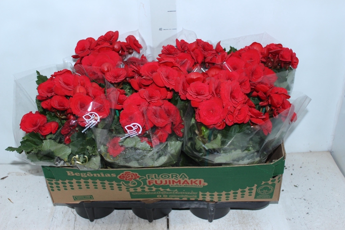 BEGONIA BALADIN P15