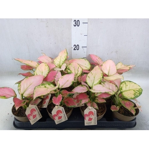 Aglaonema   ...