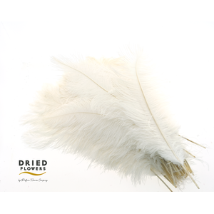 Dried Ostrich Feather White Big