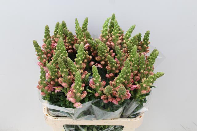 <h4>ANTIR ANTIBES PINK</h4>