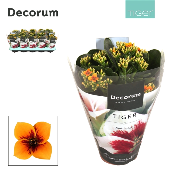 <h4>Kalanchoe Decorum Tiger - 10,5 cm Tiger Orange</h4>